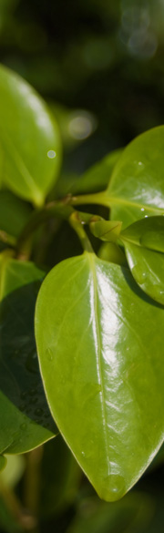 Gordons Nurseries - Hedging
